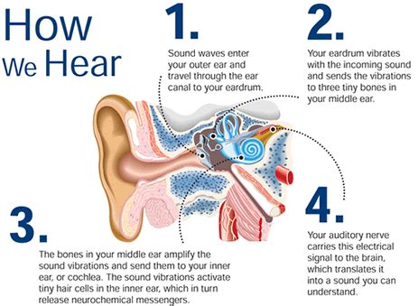 which ear hears music better: Is it the left or the right?